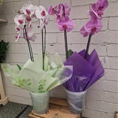 Phalaenopsis Orchid
